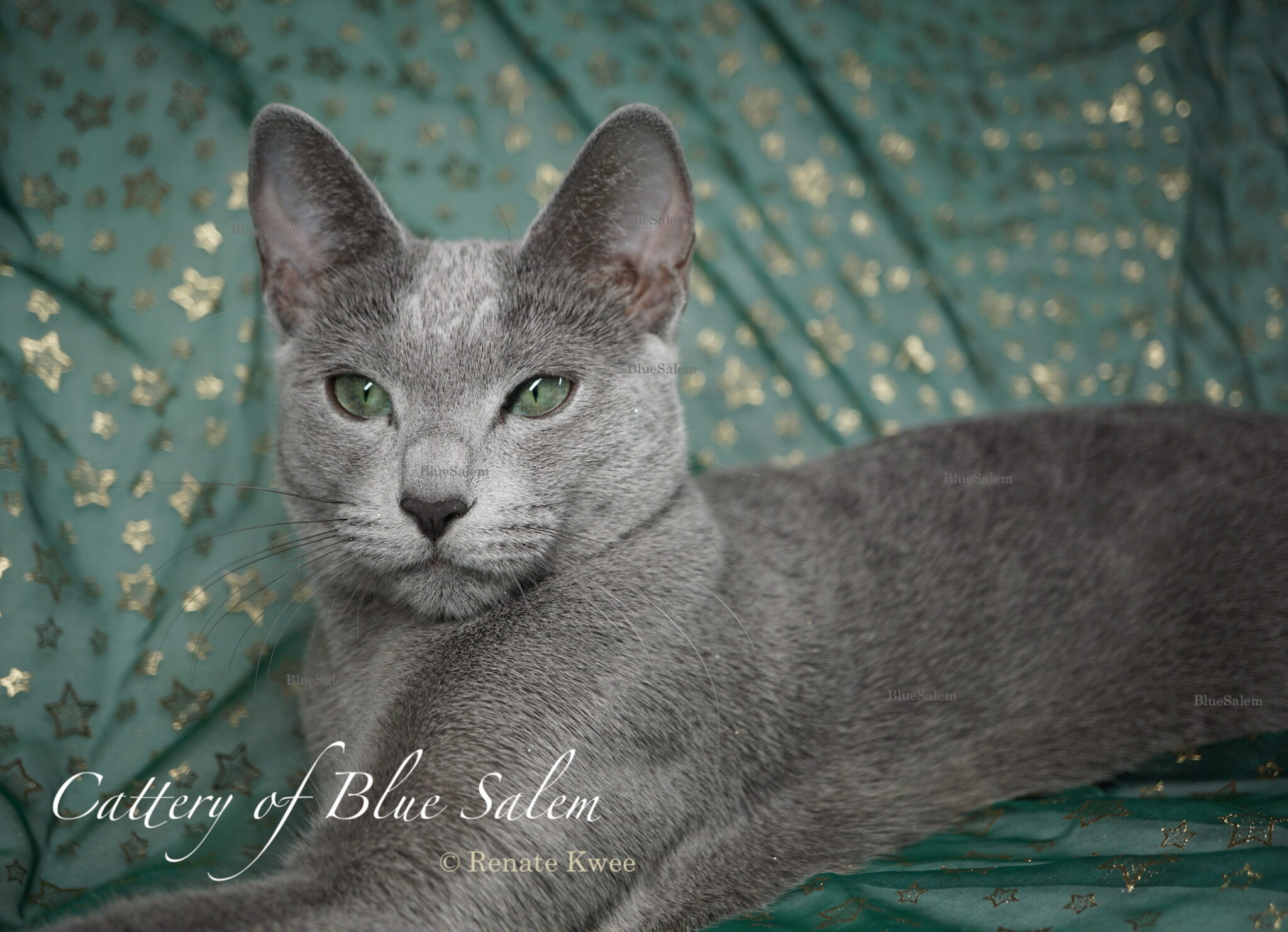 Russische Blau Katze Kaufen